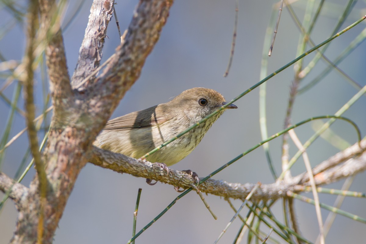 Acanthize mignon - ML647117106