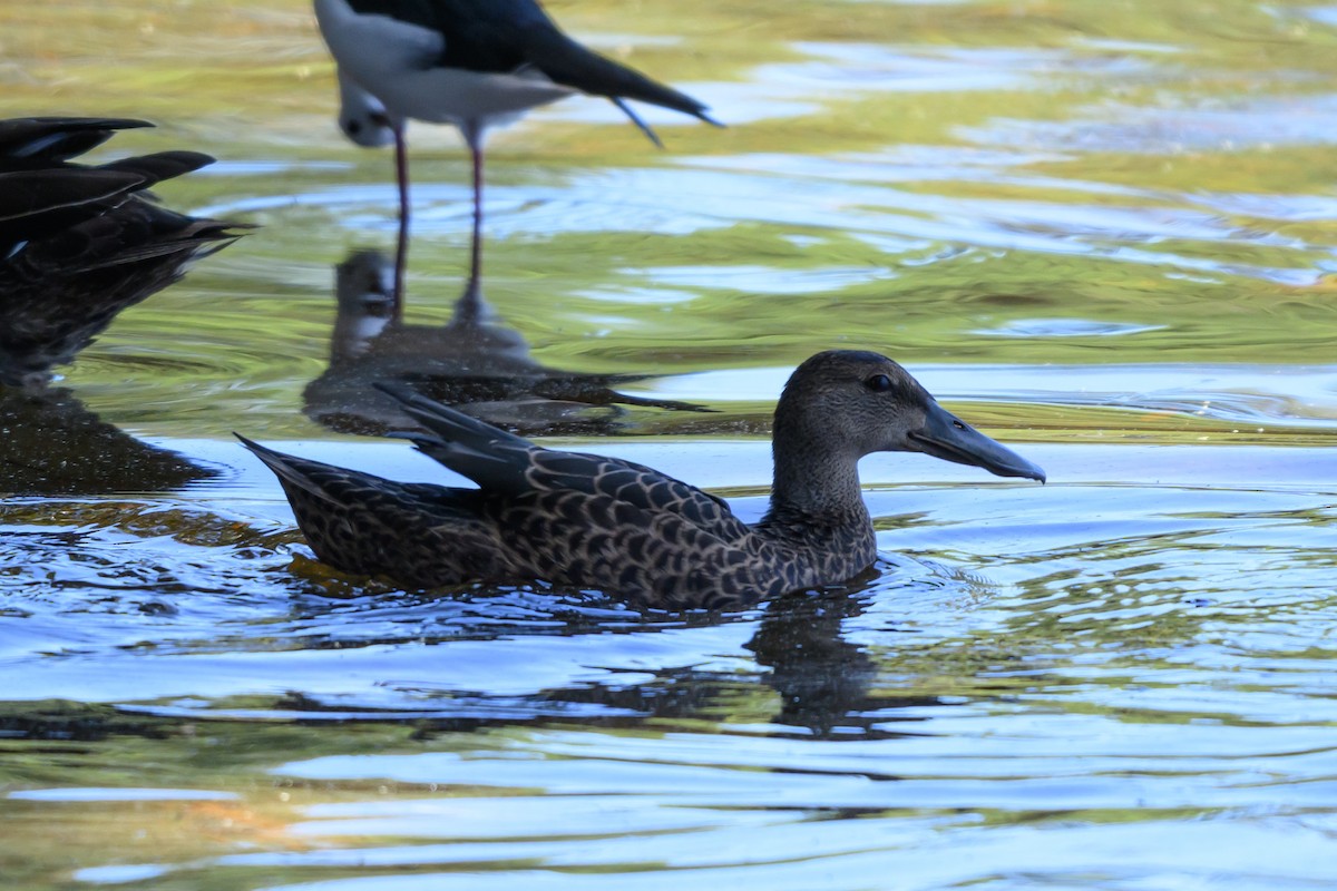Australasian Shoveler - ML647117115