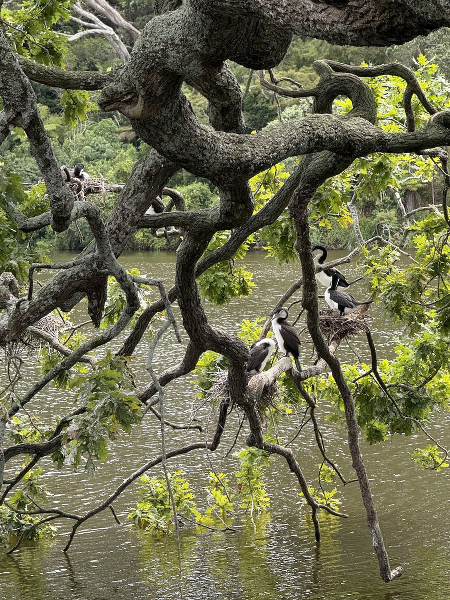 kormorán pestrý - ML647117116