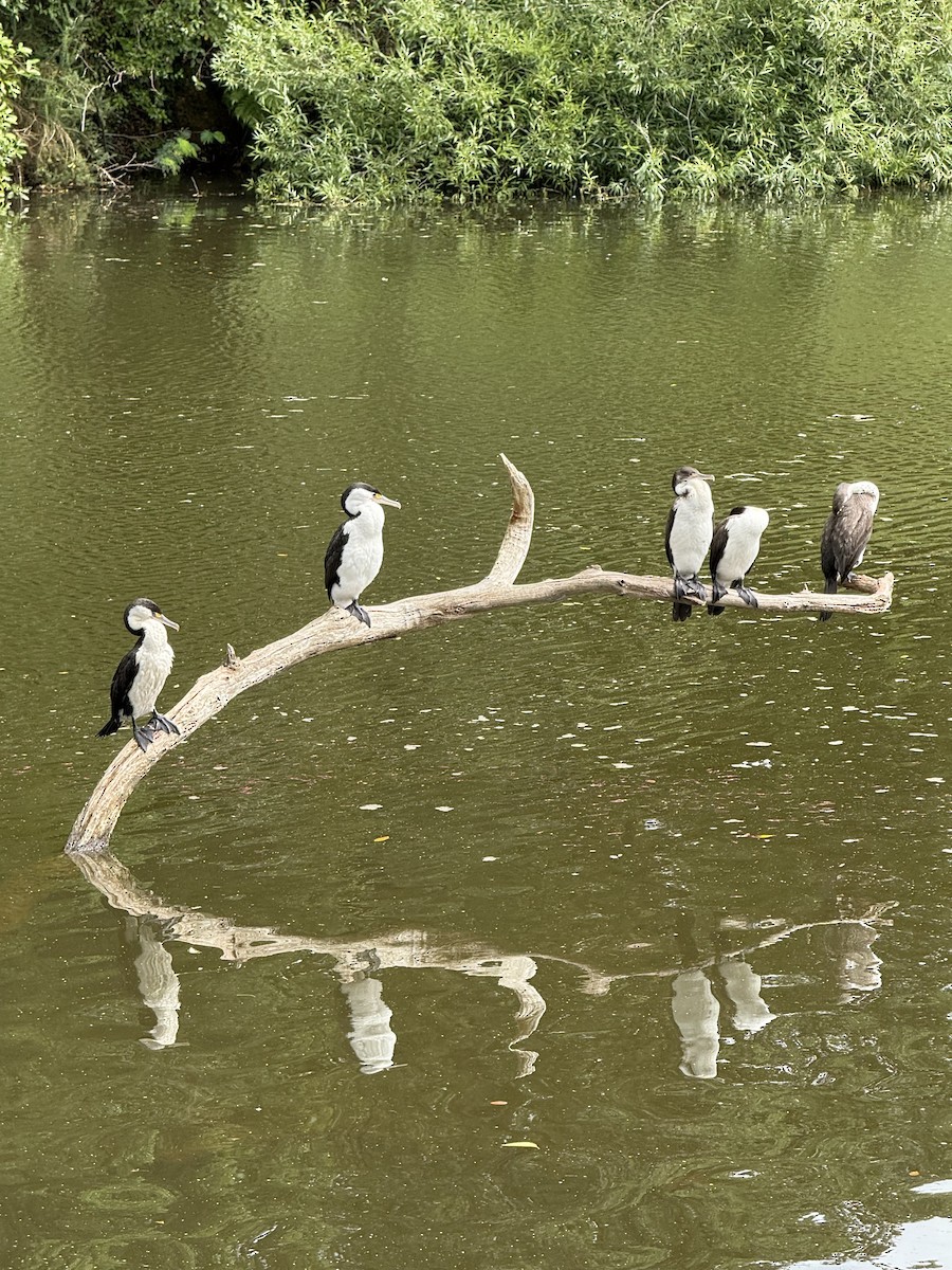 kormorán pestrý - ML647117117