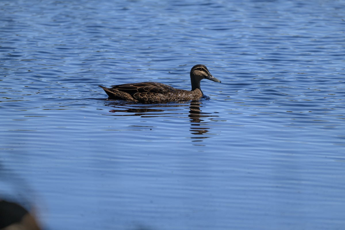 Pacific Black Duck - ML647117118
