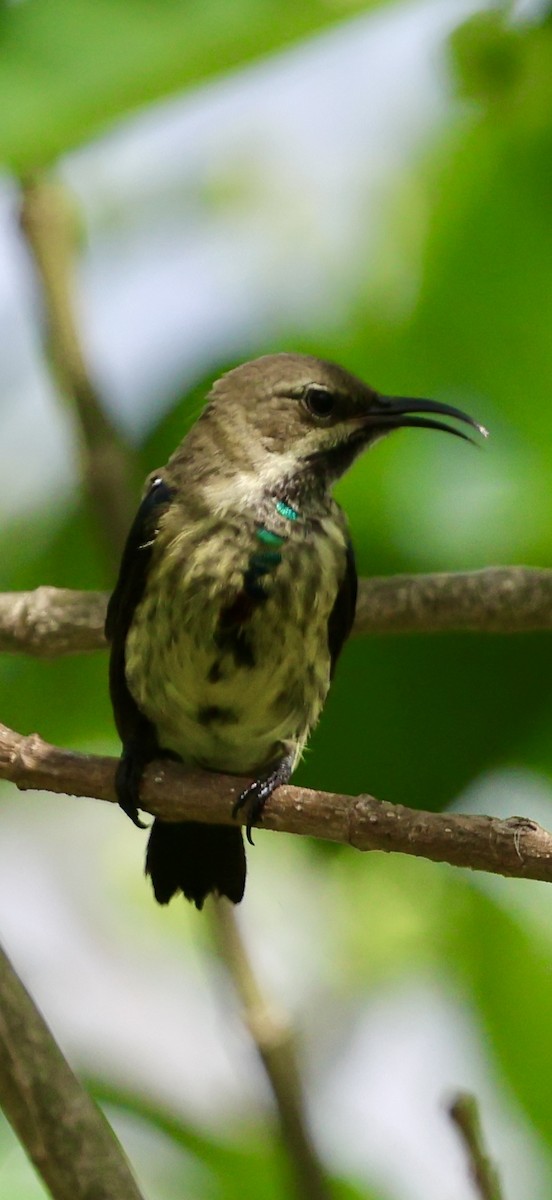 Souimanga bifascié - ML647117120