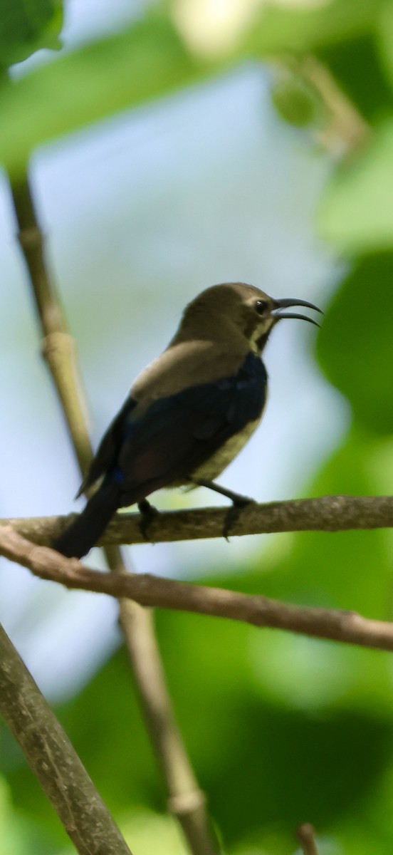 Souimanga bifascié - ML647117121