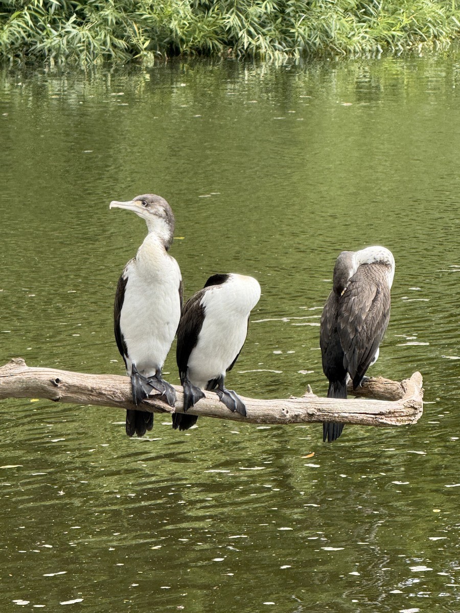 Cormoran varié - ML647117122