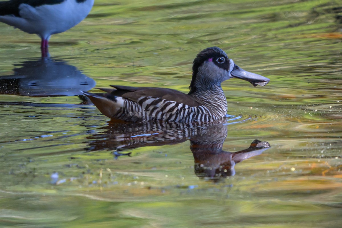 Malacorhynque à oreilles roses - ML647117123