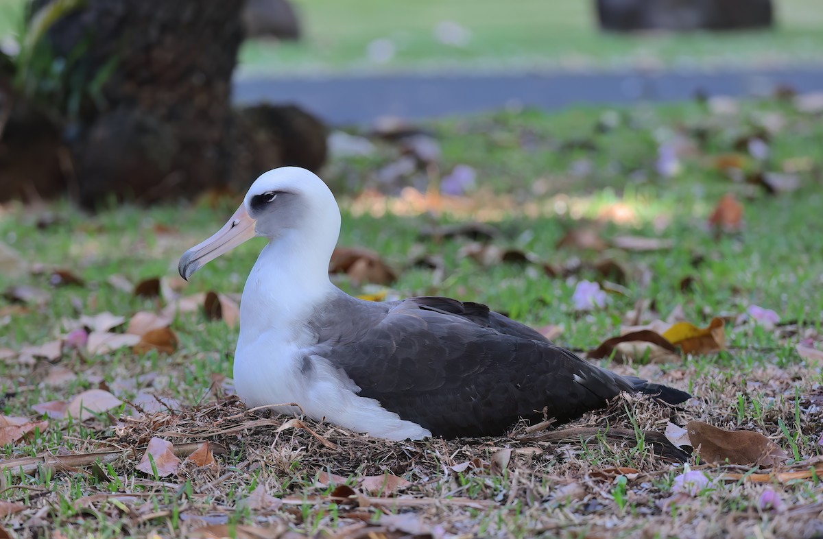 Albatros de Laysan - ML647117124