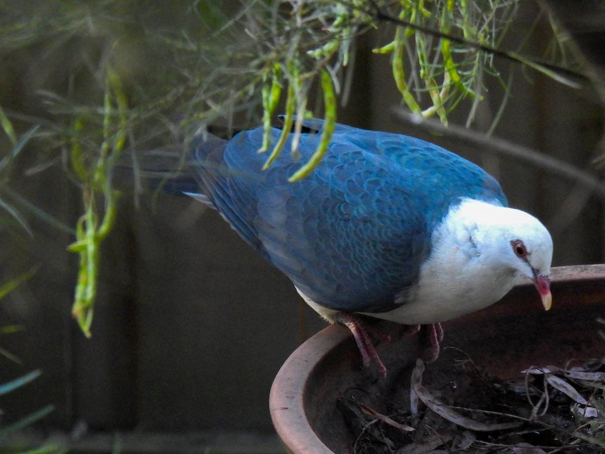White-headed Pigeon - ML647117125