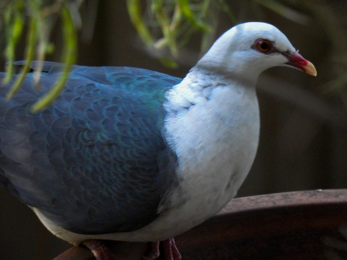 White-headed Pigeon - ML647117126