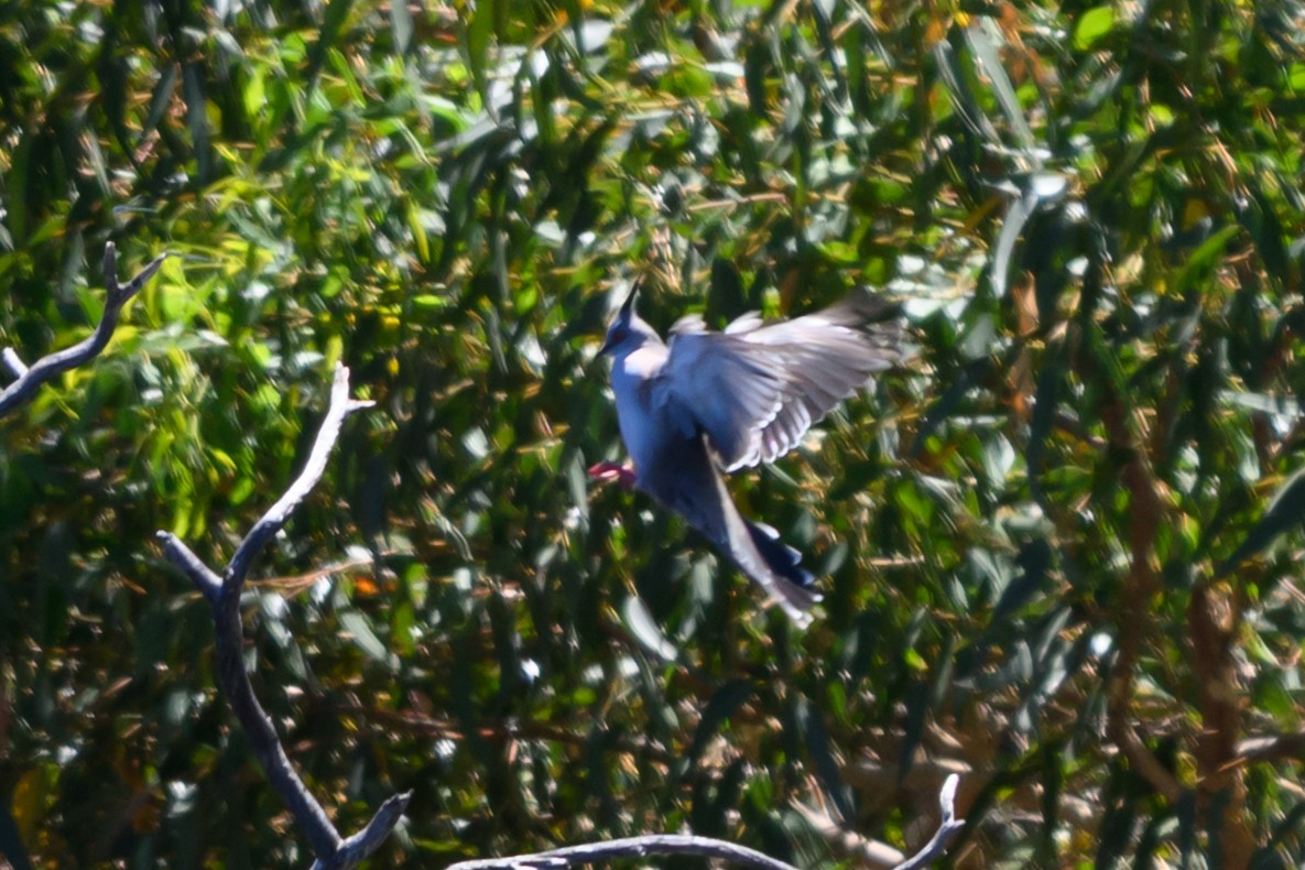 Colombine longup - ML647117130