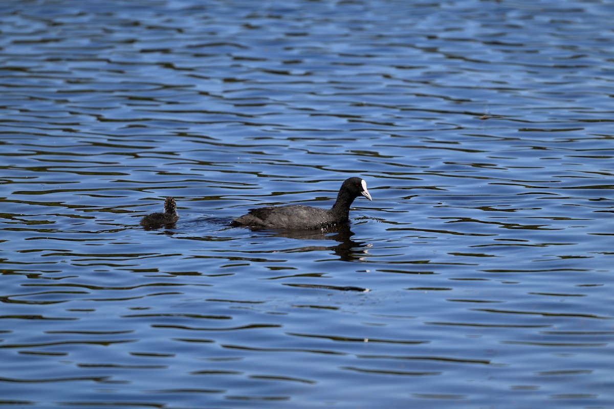 Foulque macroule - ML647117131