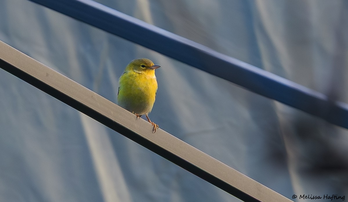 Paruline des pins - ML647117132