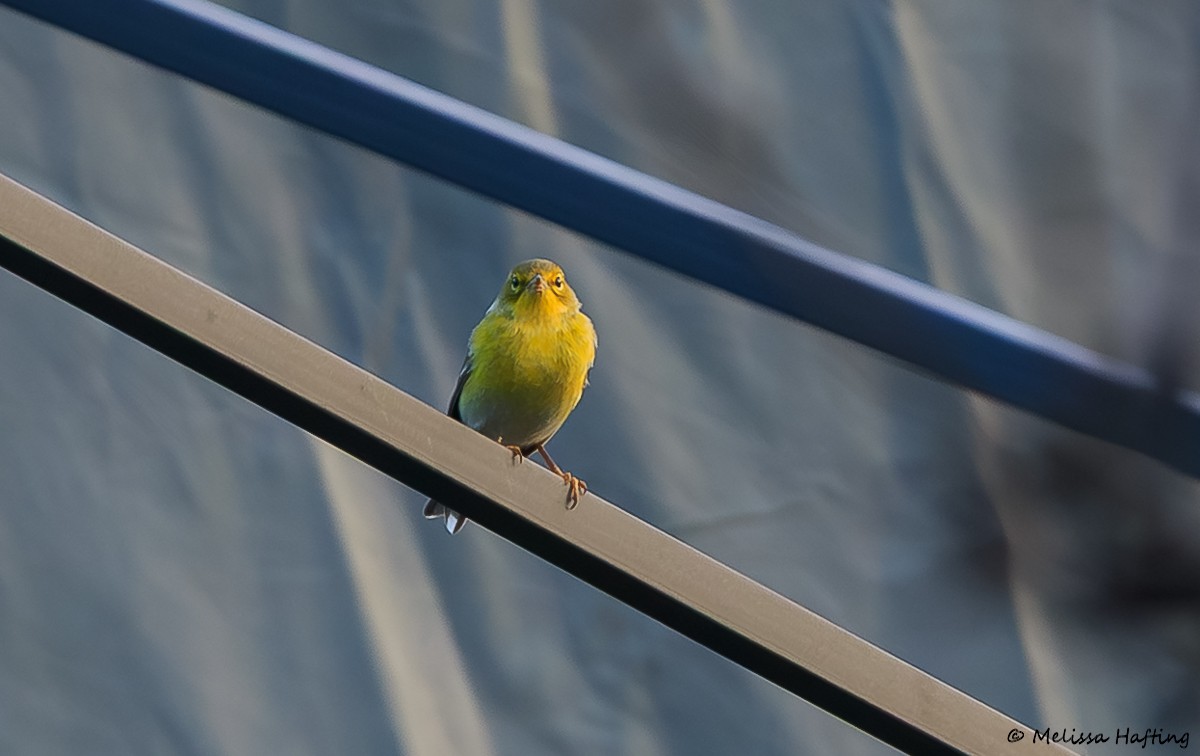 Paruline des pins - ML647117133