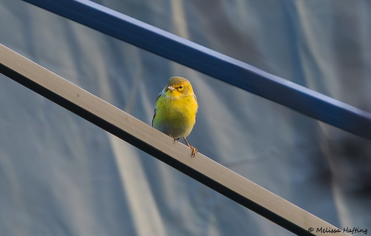 Paruline des pins - ML647117134