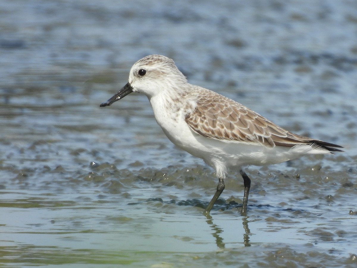 Canard souchet - ML647117138