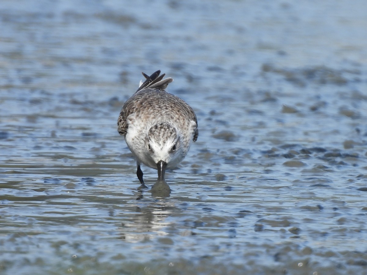 Canard souchet - ML647117139