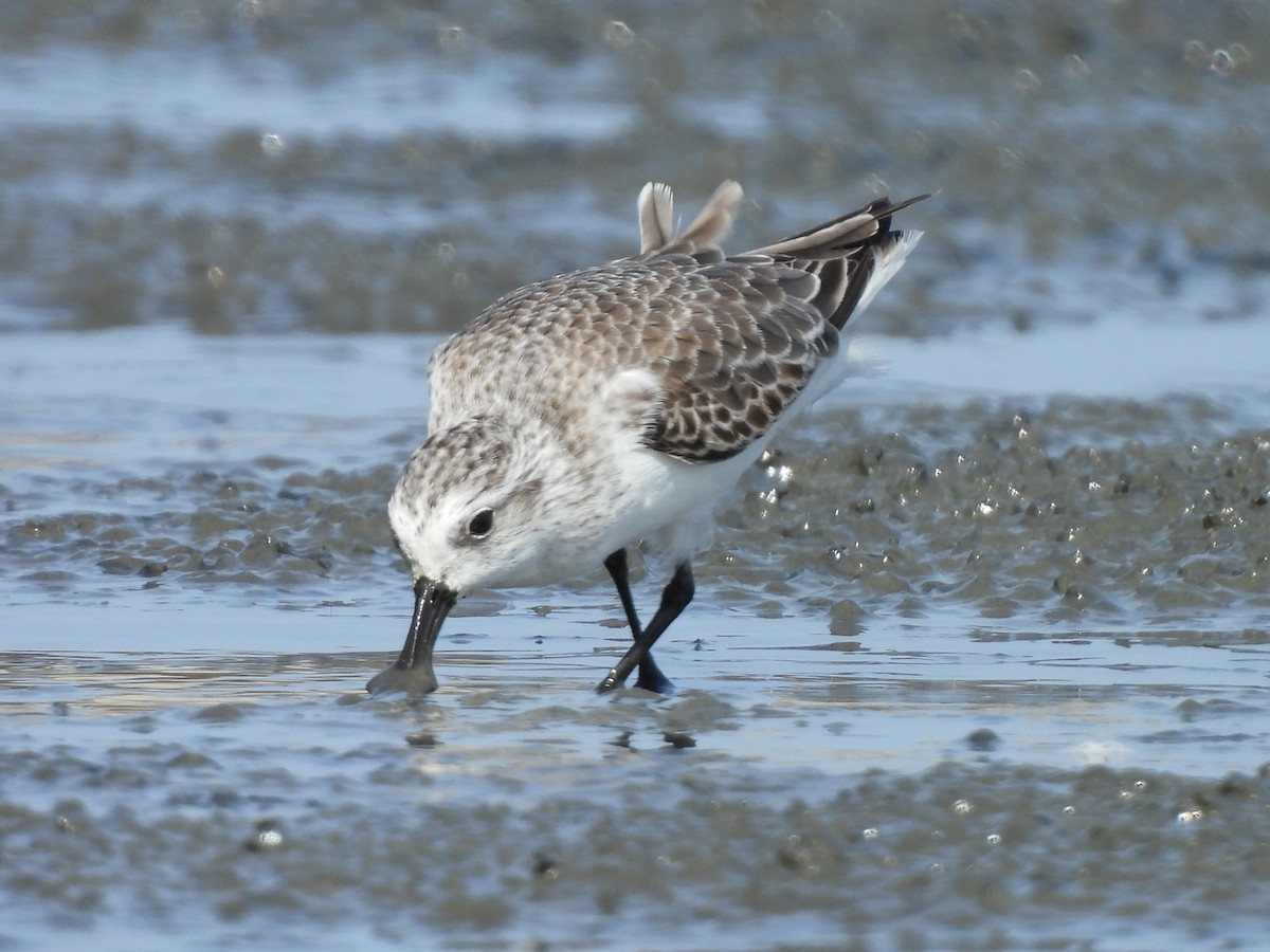 Canard souchet - ML647117140