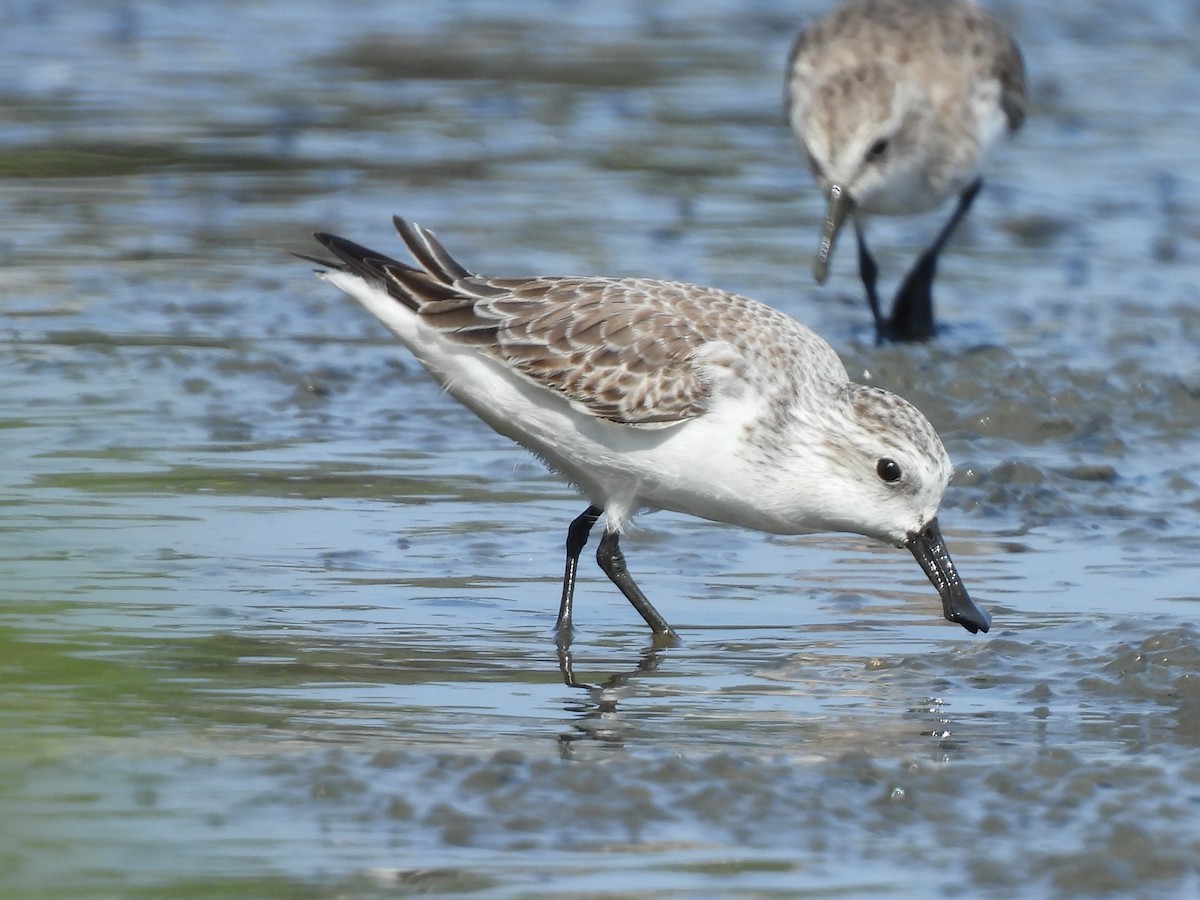 Canard souchet - ML647117141