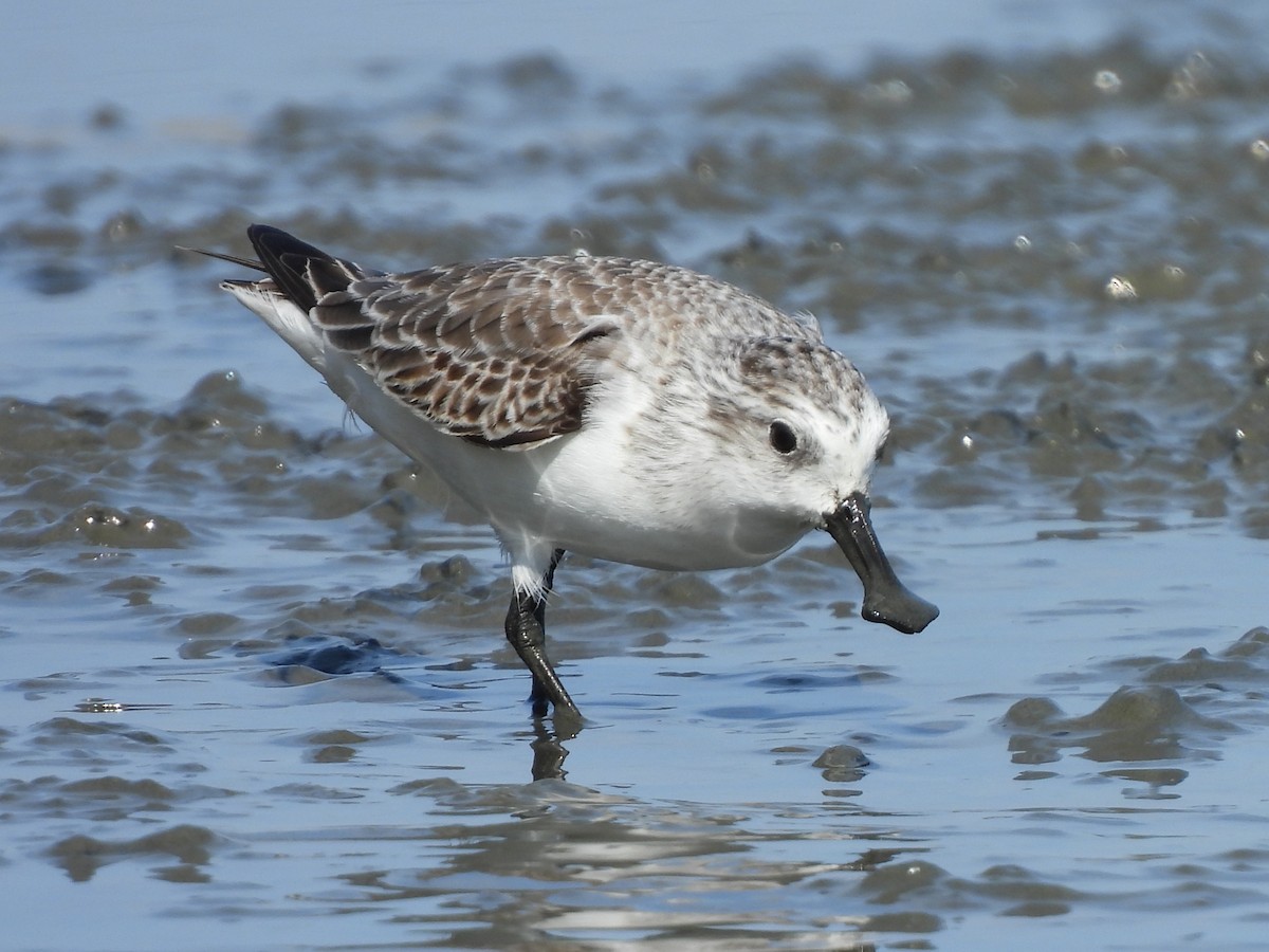 Canard souchet - ML647117142