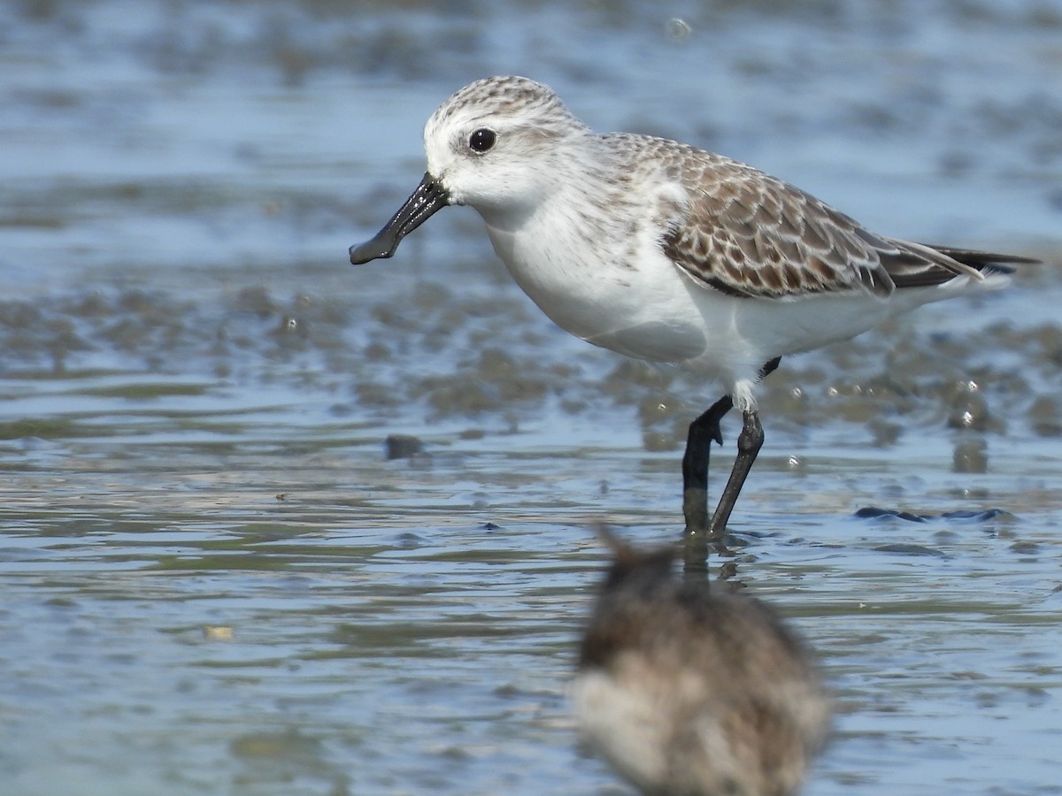 Canard souchet - ML647117143