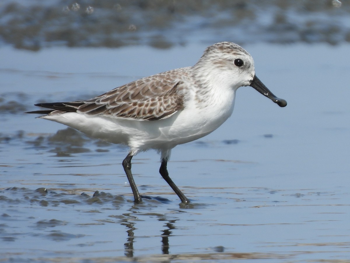 Canard souchet - ML647117144