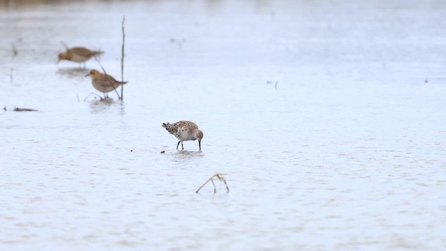 流蘇鷸 - ML647117145