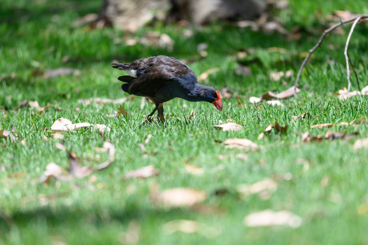 Talève australe - ML647117146