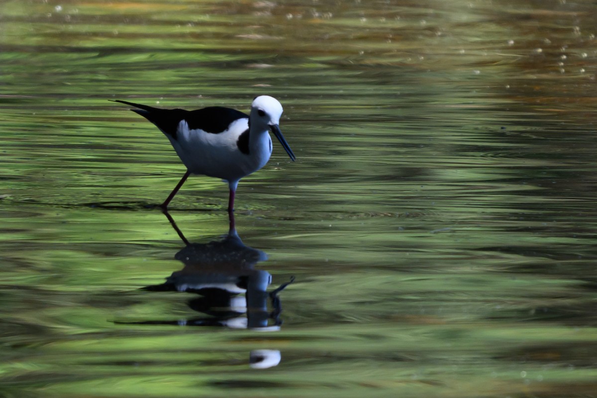 Échasse d'Australie - ML647117147