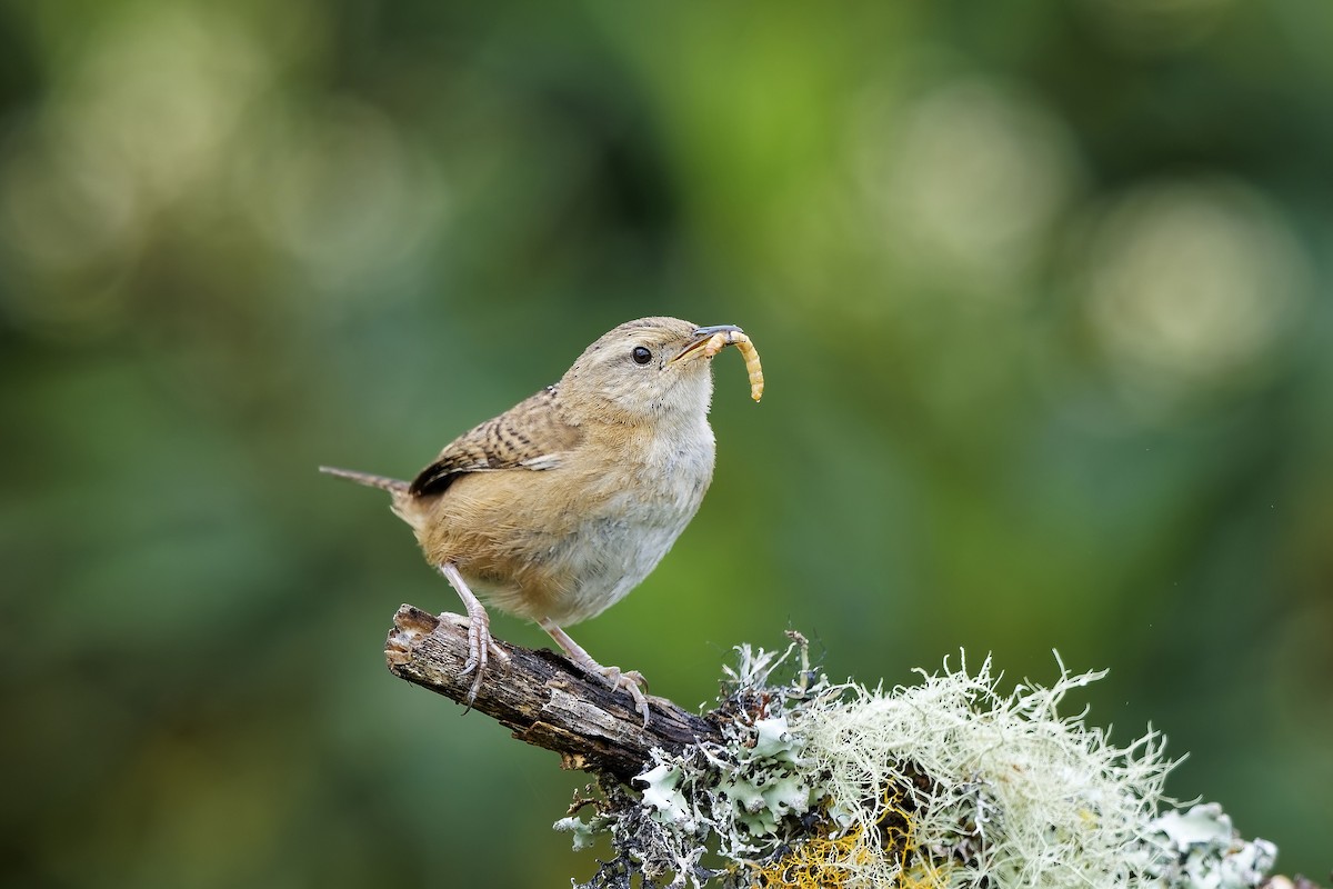 Troglodyte de Latham - ML647117149