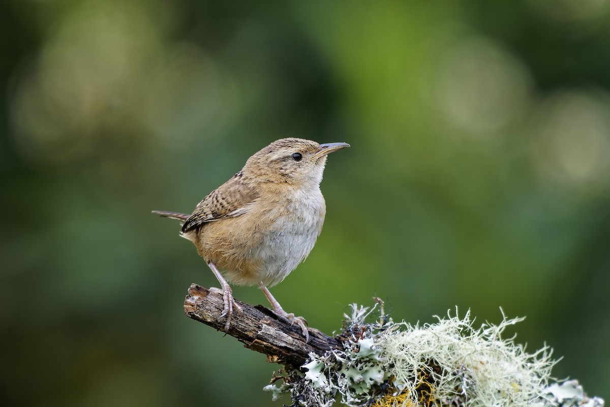 Troglodyte de Latham - ML647117150