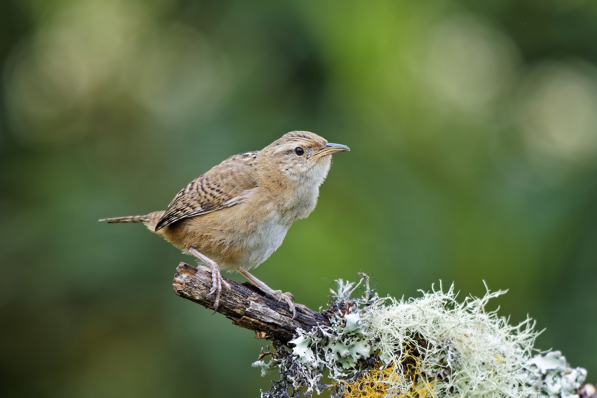 Troglodyte de Latham - ML647117151