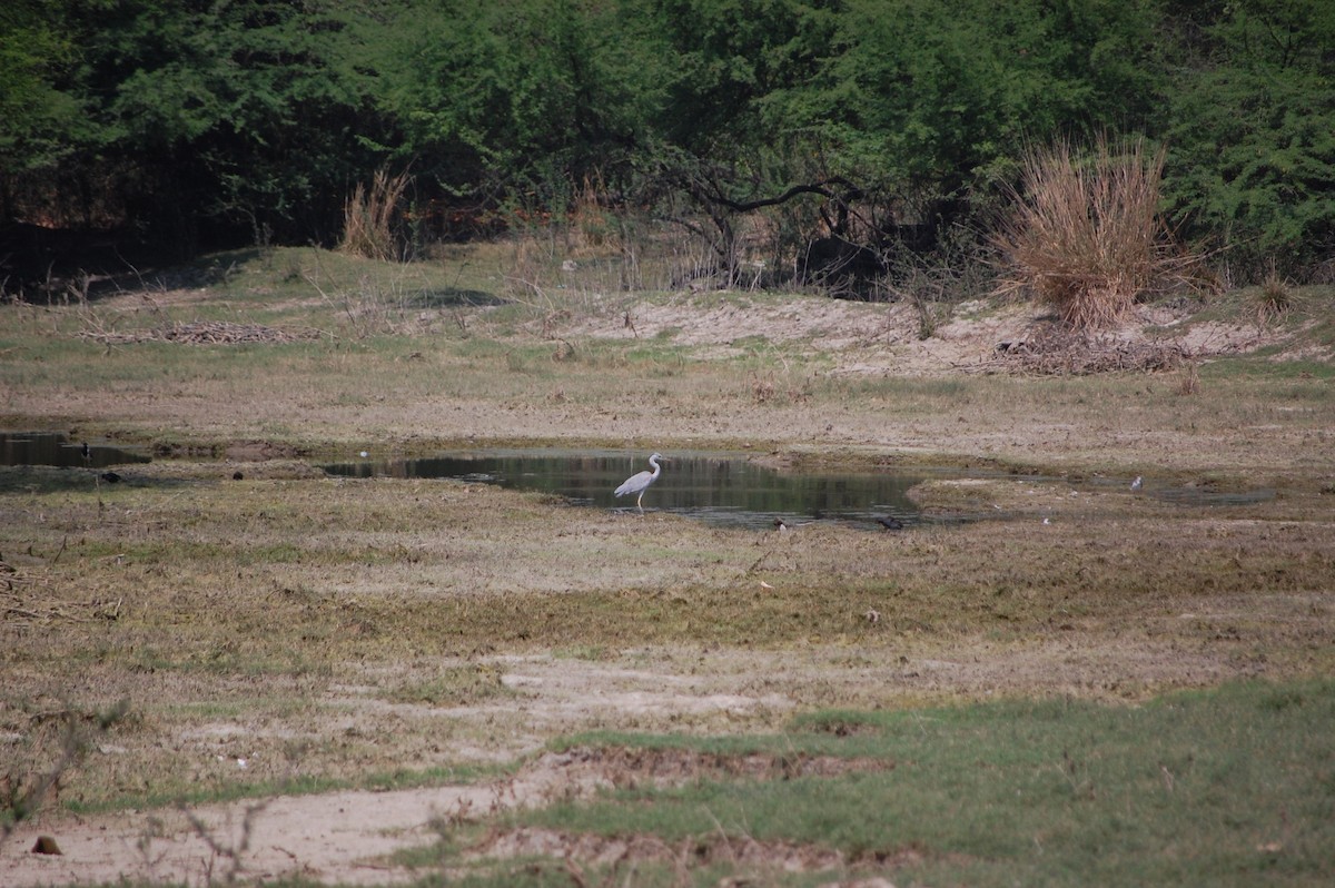 Héron cendré - ML647117152