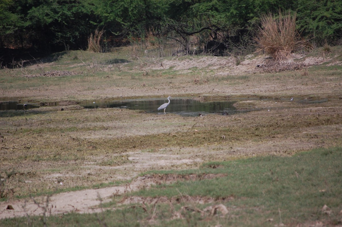Héron cendré - ML647117153