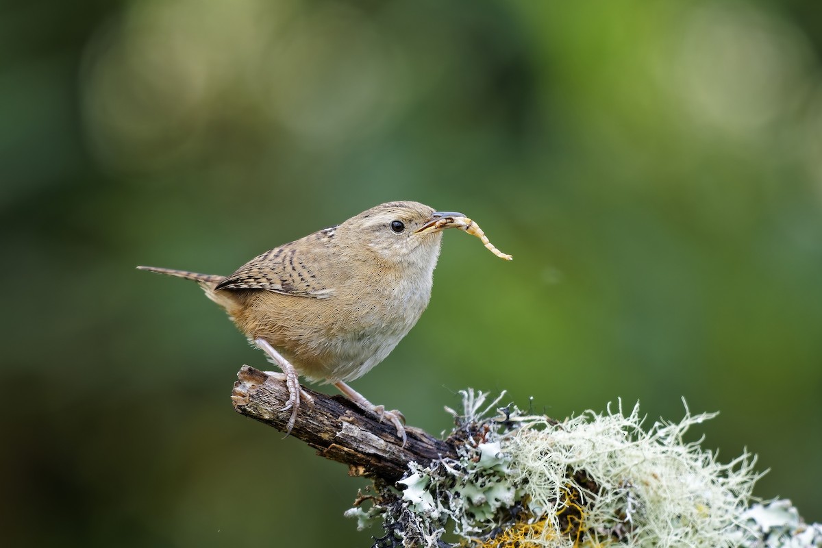 střízlík ostřicový - ML647117155