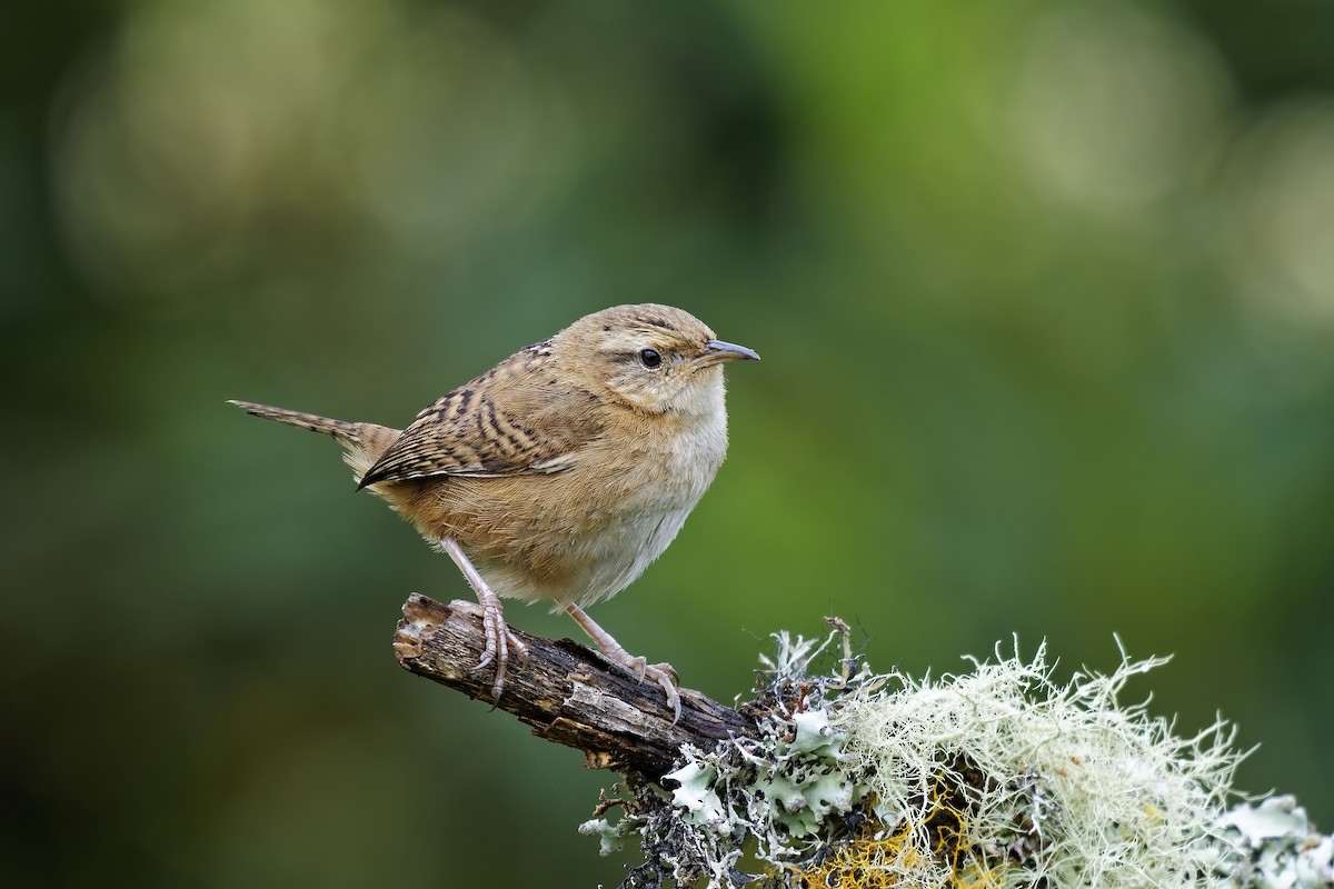 střízlík ostřicový - ML647117156