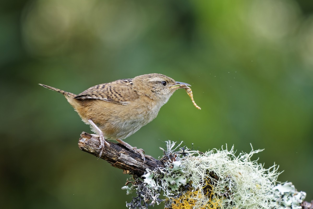 střízlík ostřicový - ML647117157