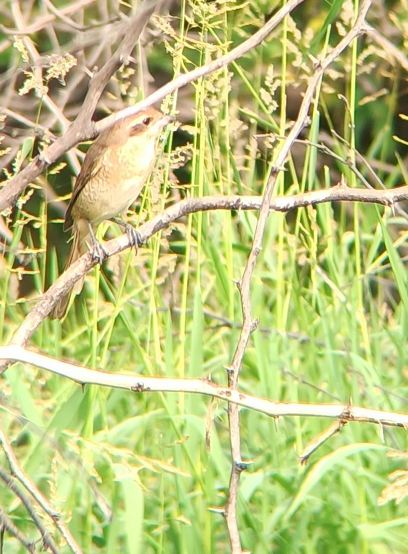 Brown Shrike - ML647117163