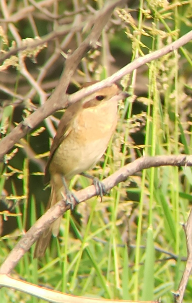 Brown Shrike - ML647117164