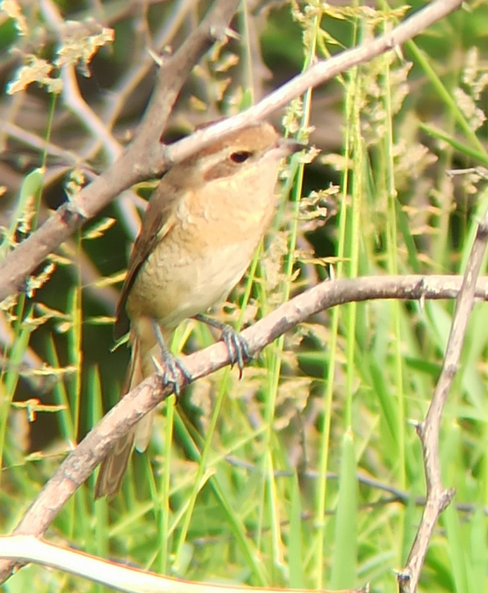 Brown Shrike - ML647117165