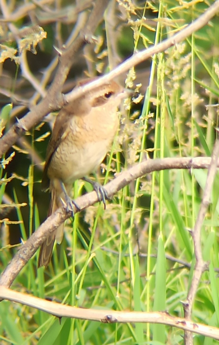 Brown Shrike - ML647117166