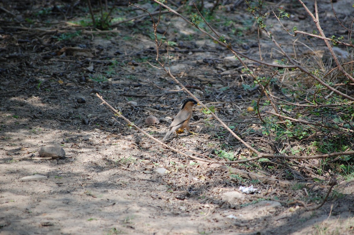 Brahminy Starling - ML647117167