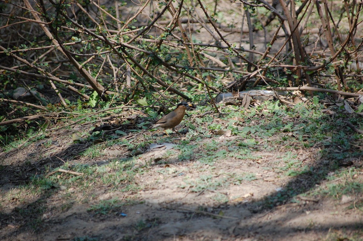 Brahminy Starling - ML647117168