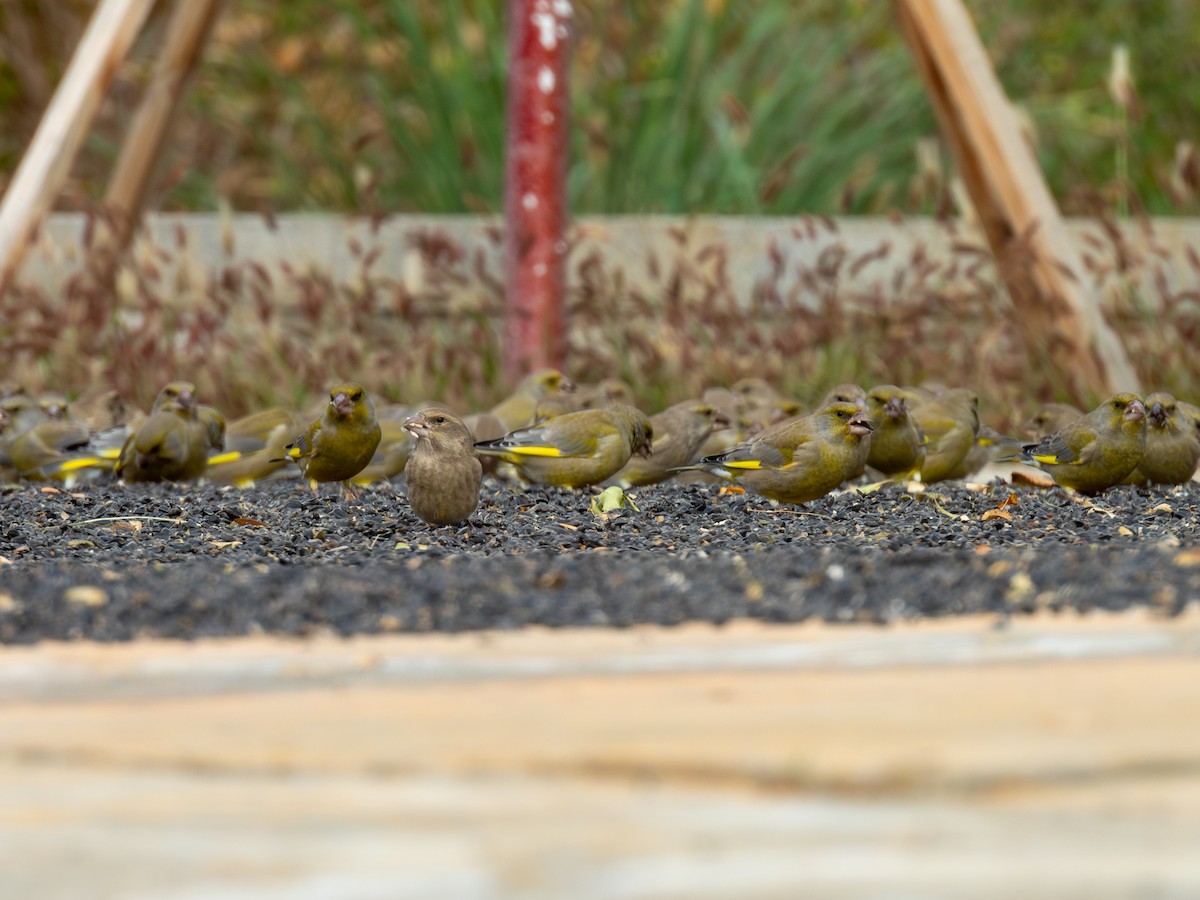European Greenfinch - ML647117169