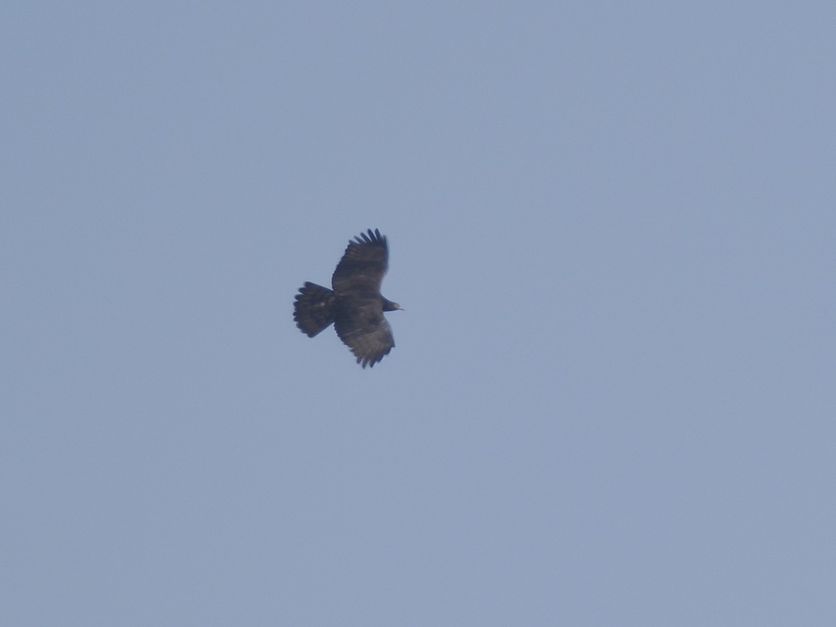Oriental Honey-buzzard - ML647117170