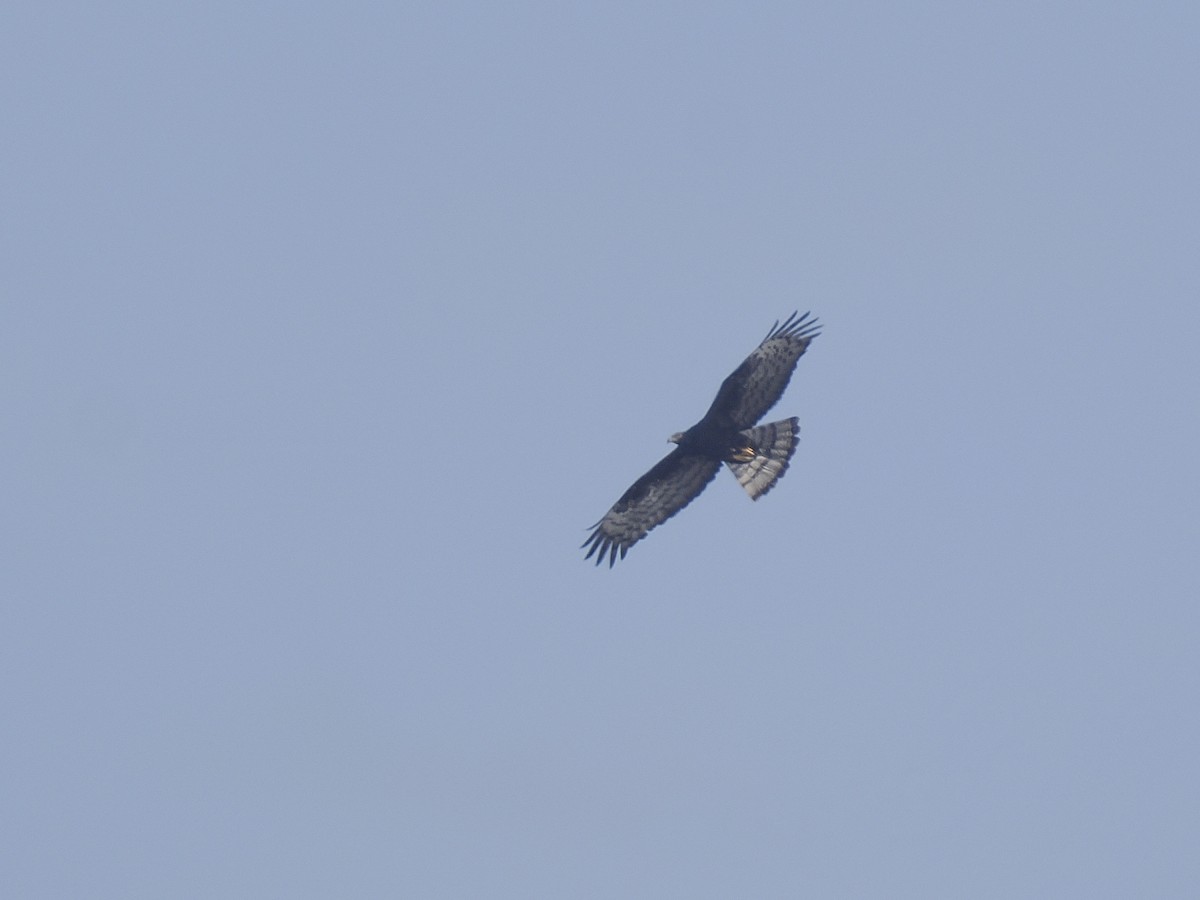 Oriental Honey-buzzard - ML647117171