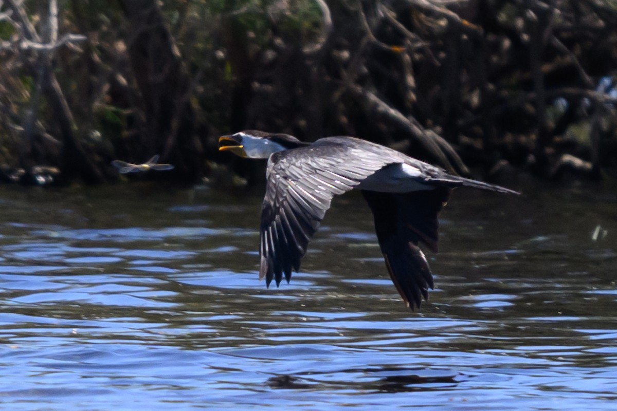 Little Pied Cormorant - ML647117172