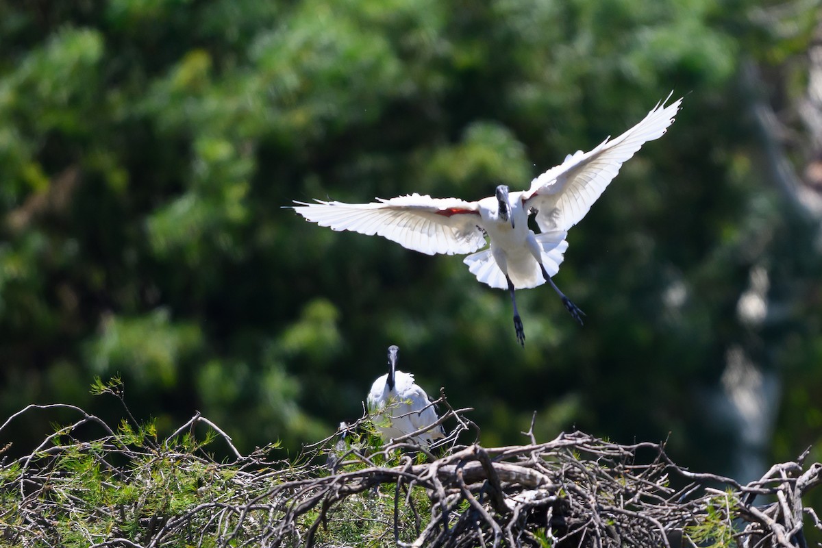 Australian Ibis - ML647117173
