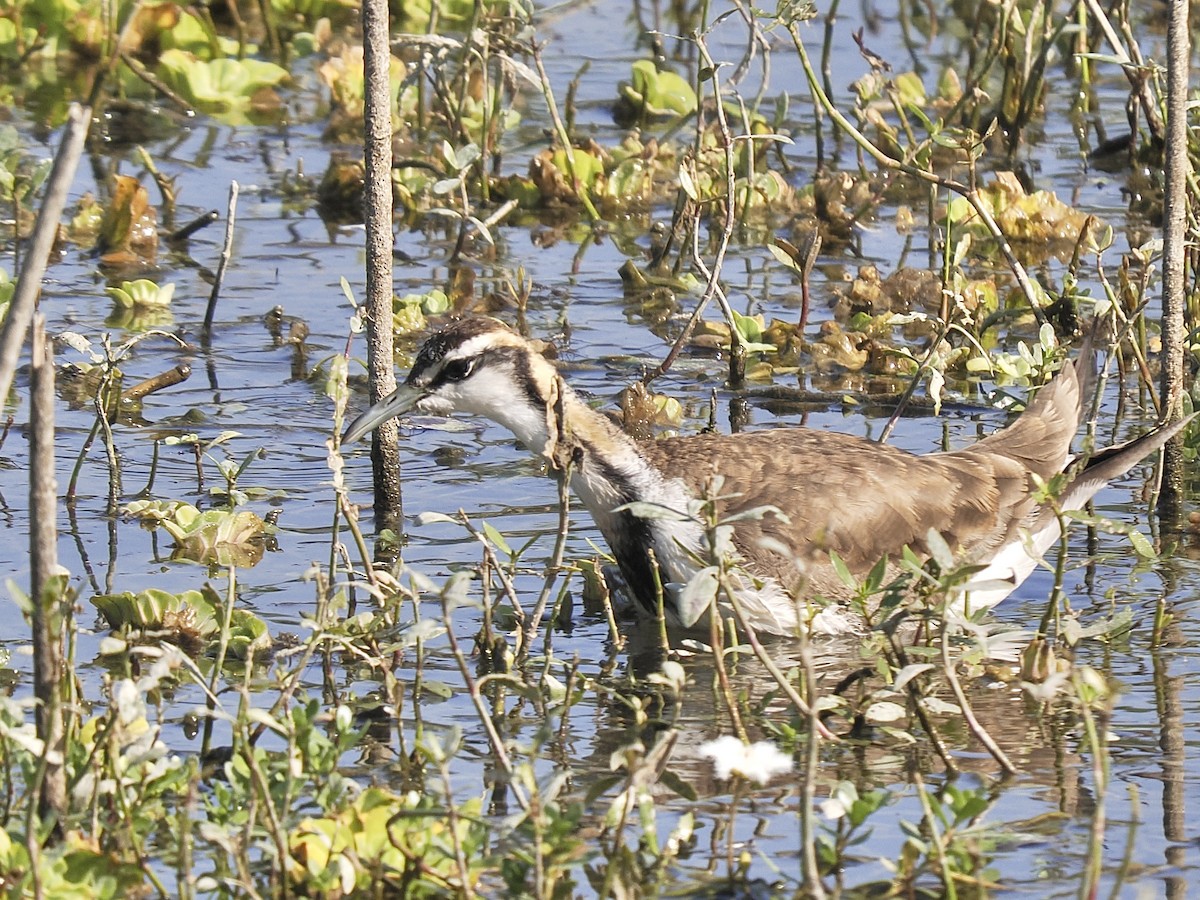 Pheasant-tailed Jacana - ML647117174