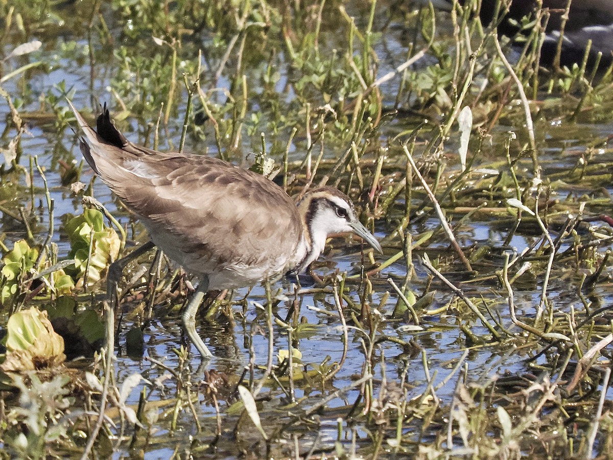 Pheasant-tailed Jacana - ML647117175