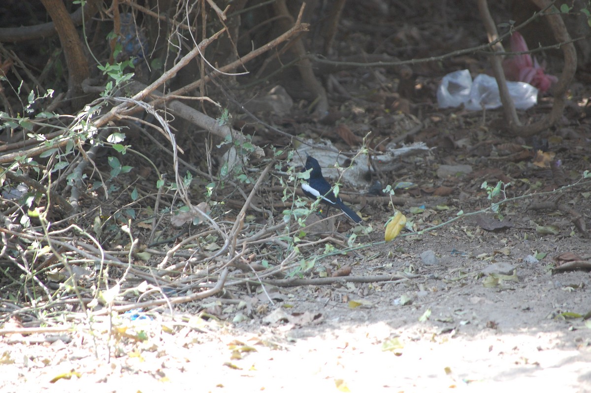 Oriental Magpie-Robin - ML647117176