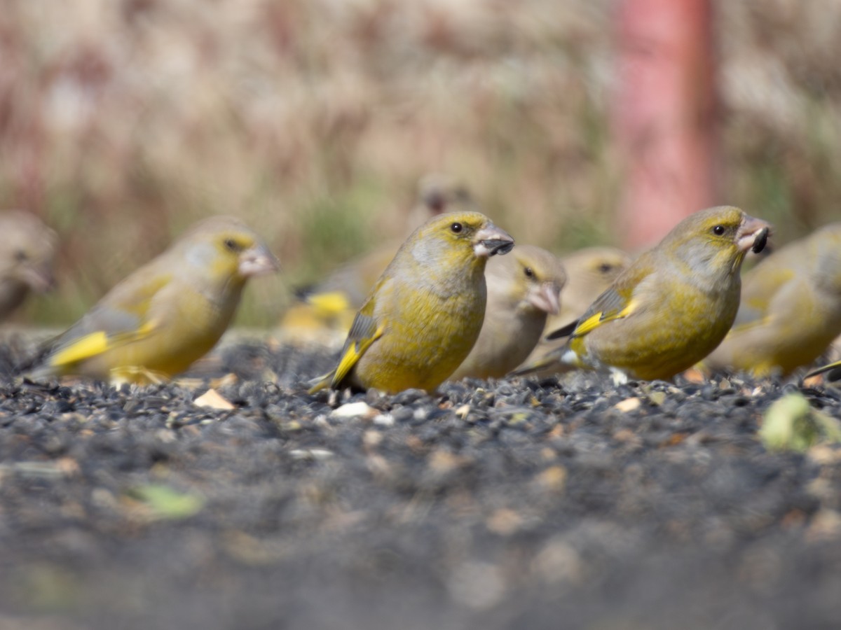 European Greenfinch - ML647117177